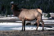 BG-Elk